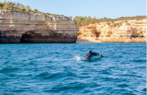 Dolfijnen spotten in Albufeira