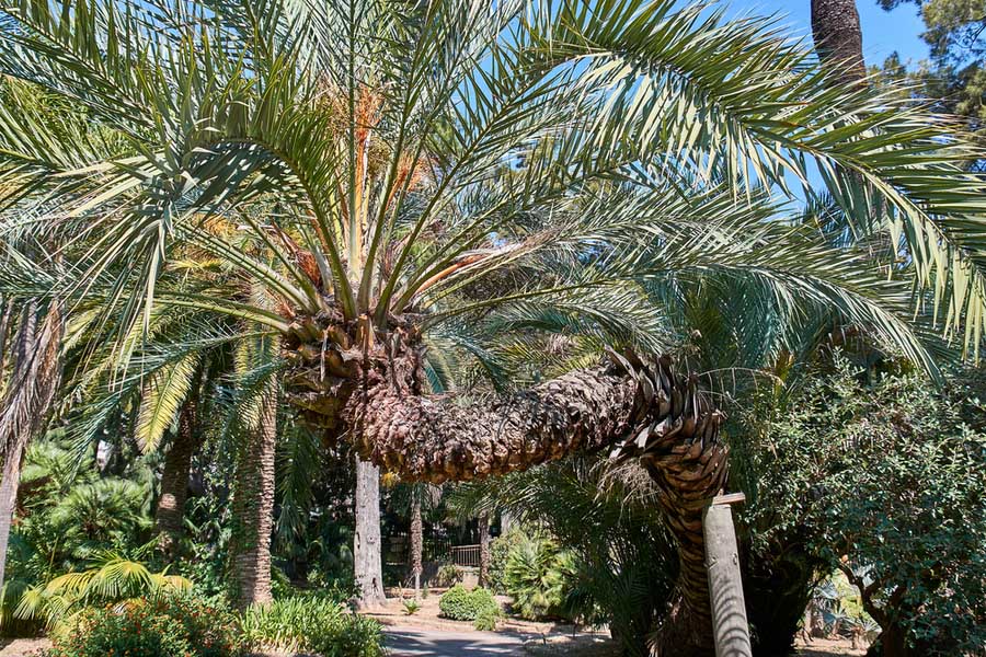 Botanische tuinen van Villa Ormond