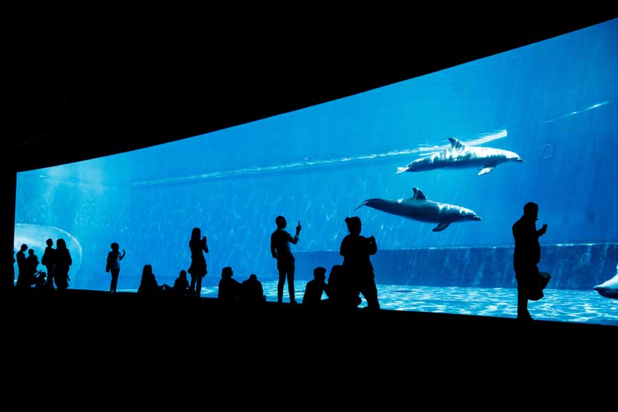 Dolfijnen in het aquarium van Genua