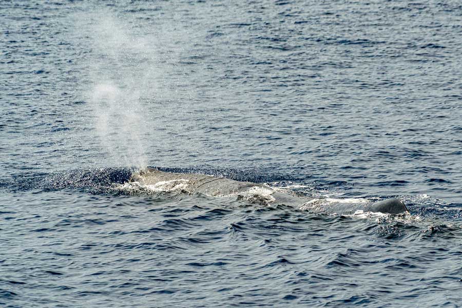 Excursie walvissen spotten in Genua