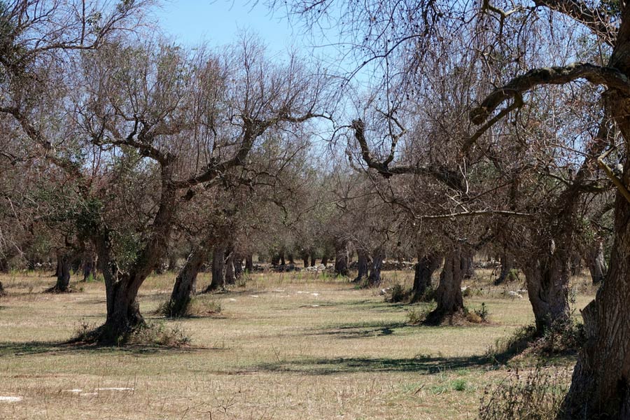 Olijfboomgaarden in Gallipoli