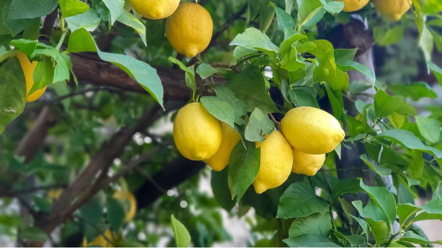 Verse citroenen in Limone sul Garda