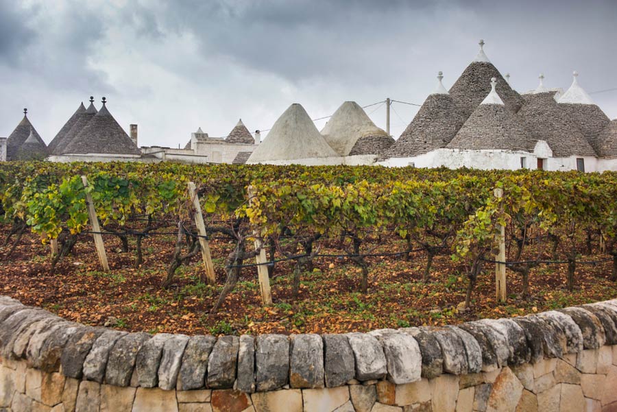 Wijngaarden met Alberobello in de achtergrond